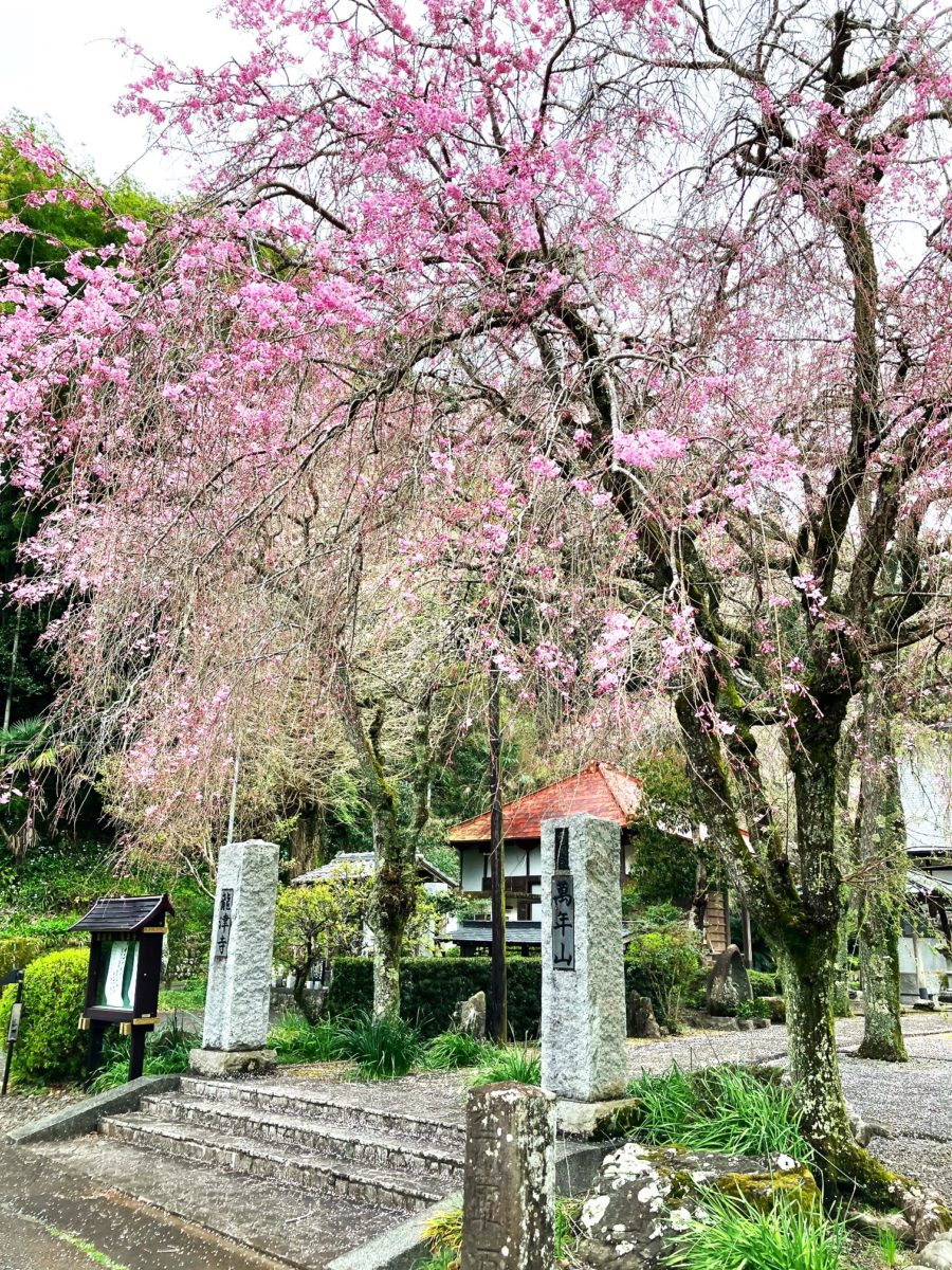 樹木葬のご納骨セレモニーを行いました