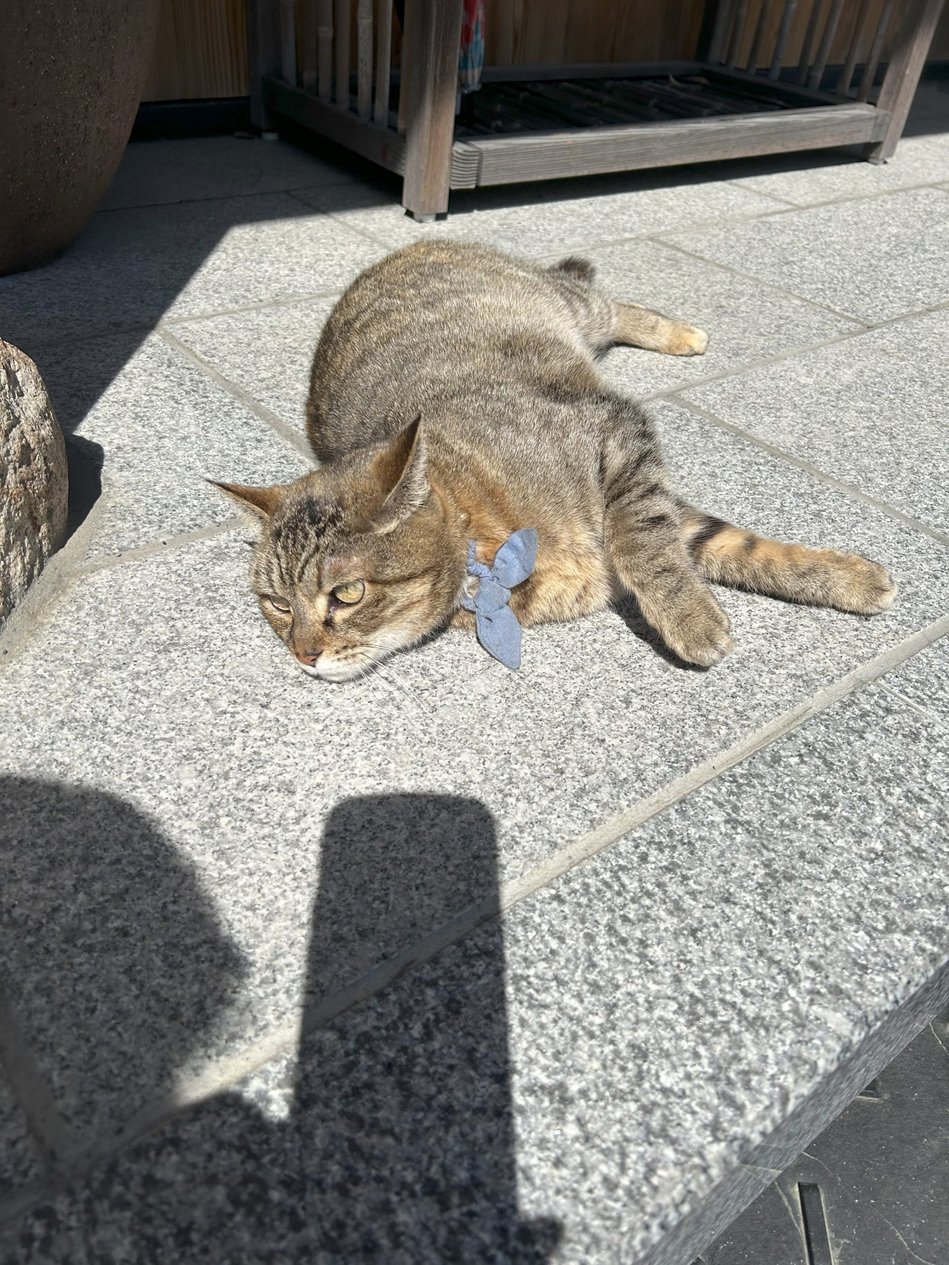 藤枝店ごきんじょ情報　高徳寺