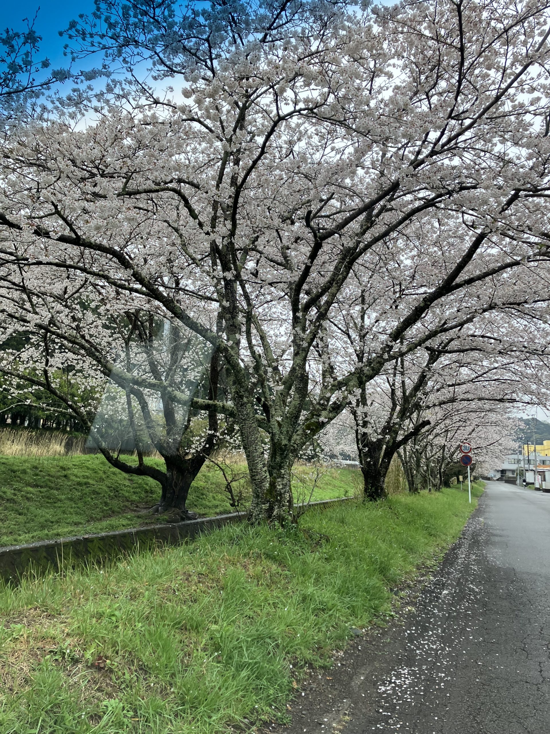 桜